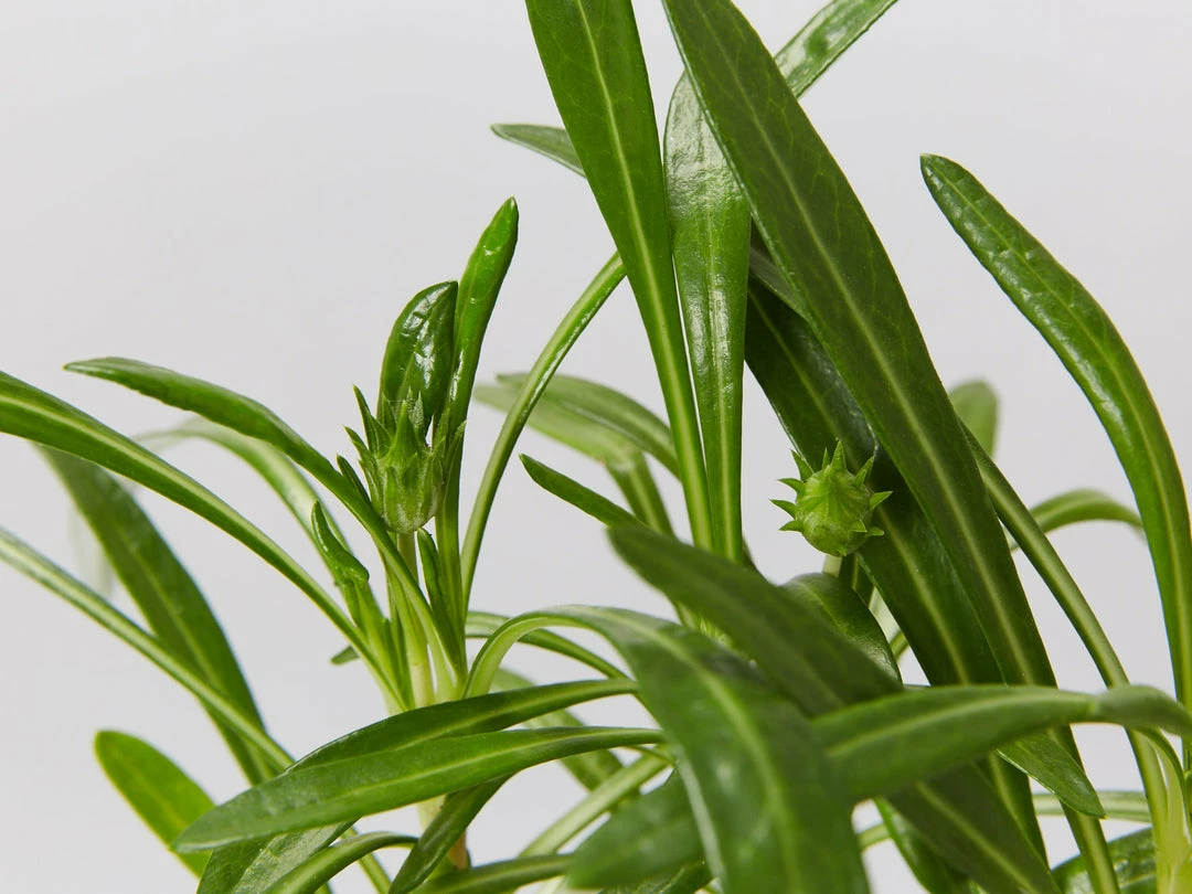 Shrubs Border Plants Gazania Rigens Pink 🌺 7 Shrubs Border Plants Gazania Rigens Pink 🌺