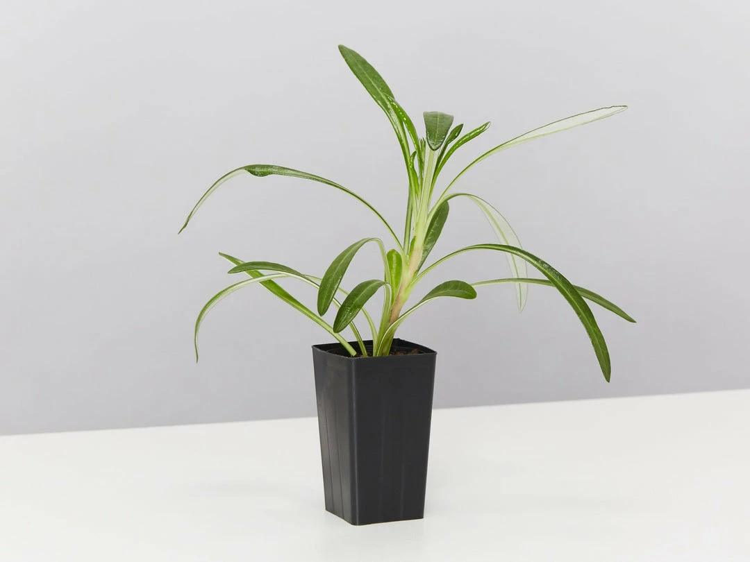 Shrubs Border Plants Gazania Rigens Pink 🌺 5 Shrubs Border Plants Gazania Rigens Pink 🌺