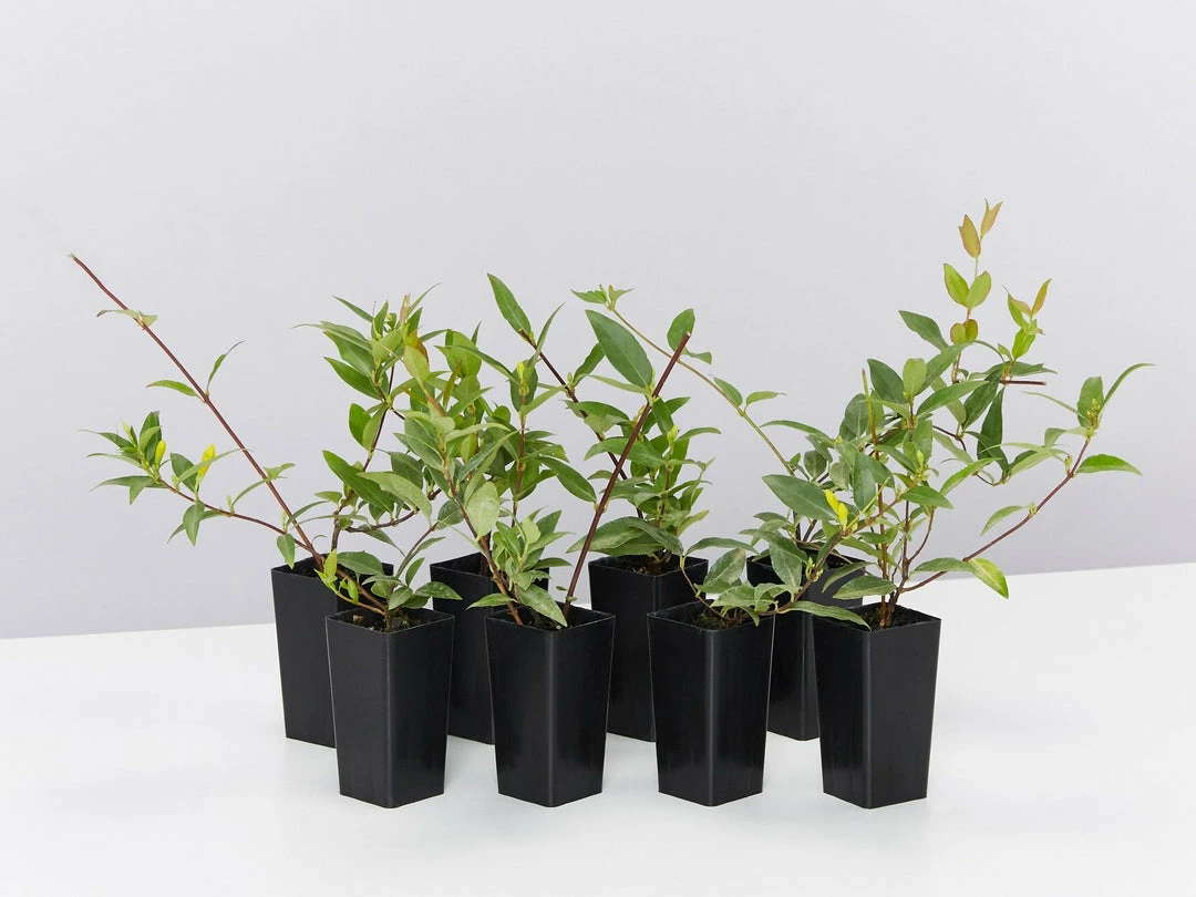 Shrubs Gelsemium Sempervirens Full Sun 3 Shrubs Gelsemium Sempervirens Full Sun