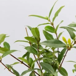 Shrubs Gelsemium Sempervirens Full Sun 9 Shrubs Gelsemium Sempervirens Full Sun