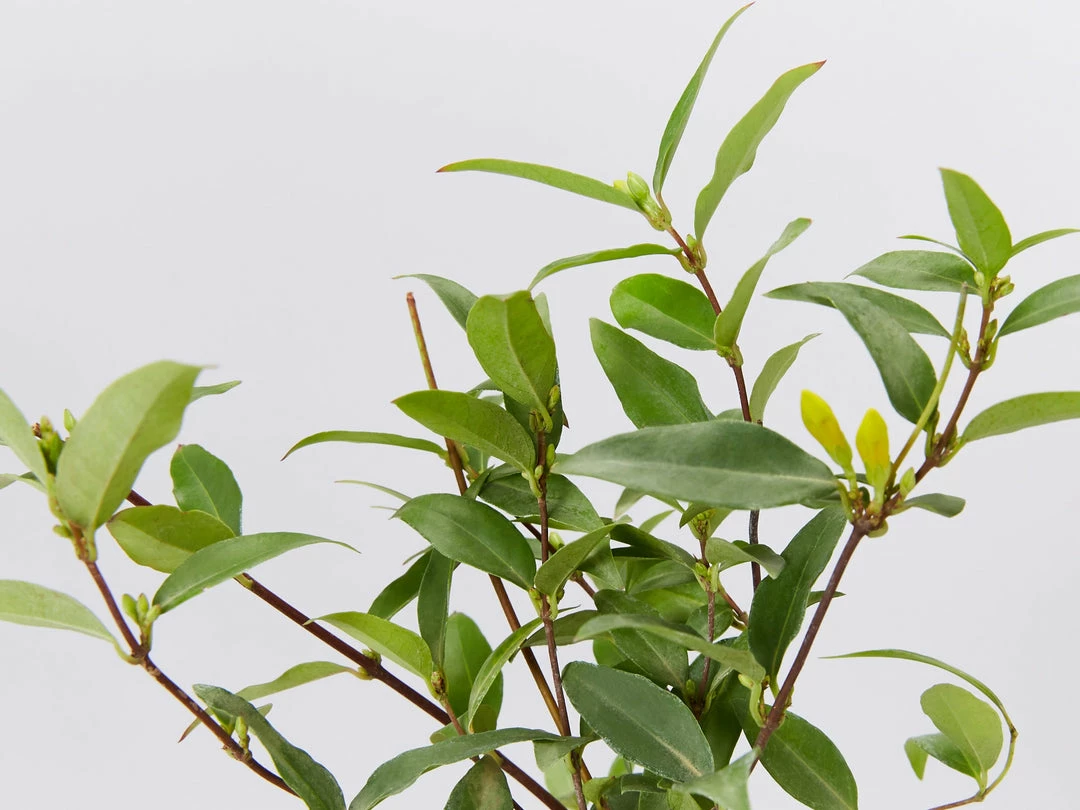 Shrubs Gelsemium Sempervirens Full Sun 5 Shrubs Gelsemium Sempervirens Full Sun