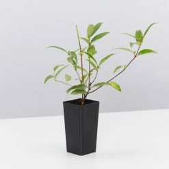 Shrubs Gelsemium Sempervirens Full Sun 10 Shrubs Gelsemium Sempervirens Full Sun