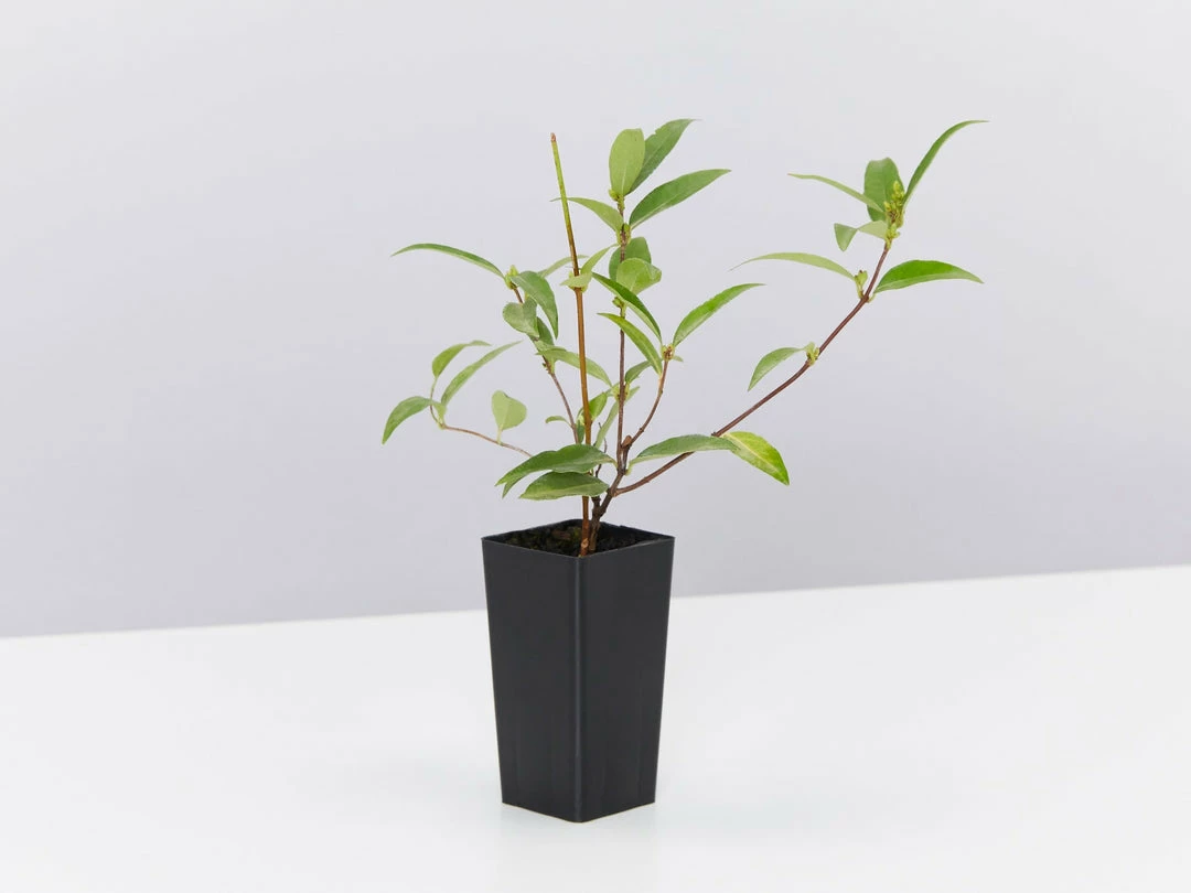 Shrubs Gelsemium Sempervirens Full Sun 6 Shrubs Gelsemium Sempervirens Full Sun