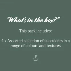 Succulents Mystery Succulent Box