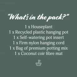 Indoor Garden Self-Watering Eco ♻️ Hanging Planter - Pot + Plant + Soil Office & Home Office