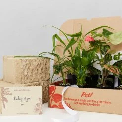 Indoor Garden Plant Packs A Giftbox Of Houseplants🍃 - Includes Gift Wrapping