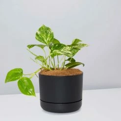 Pot + Plant Gift Box Devils Ivy 'Golden Pothos' - Pot + Plant + Soil