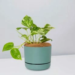 Pot + Plant Gift Box Devils Ivy 'Golden Pothos' - Pot + Plant + Soil