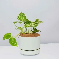 Pot + Plant Gift Box Devils Ivy 'Golden Pothos' - Pot + Plant + Soil