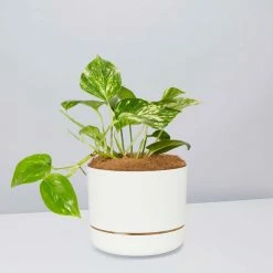 Pot + Plant Gift Box Devils Ivy 'Golden Pothos' - Pot + Plant + Soil