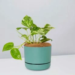 Pot + Plant Gift Box Devils Ivy 'Golden Pothos' - Pot + Plant + Soil