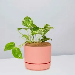 Pot + Plant Gift Box Devils Ivy 'Golden Pothos' - Pot + Plant + Soil