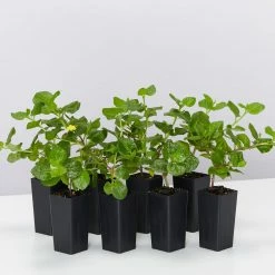 Shrubs Goodenia Ovata Edna Walling