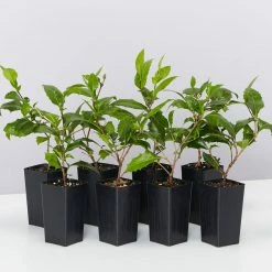 Graptophyllum Ilicifolium Holly Hedge Shrubs