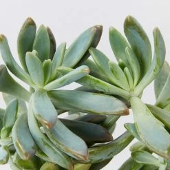 Succulents Full Sun Graptoveria Opalina 85mm