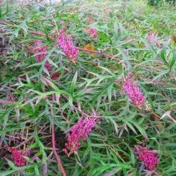 Shrubs Grevillea Bronze Rambler