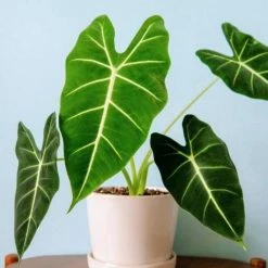 Indoor Garden Alocasias Alocasia Green Velvet