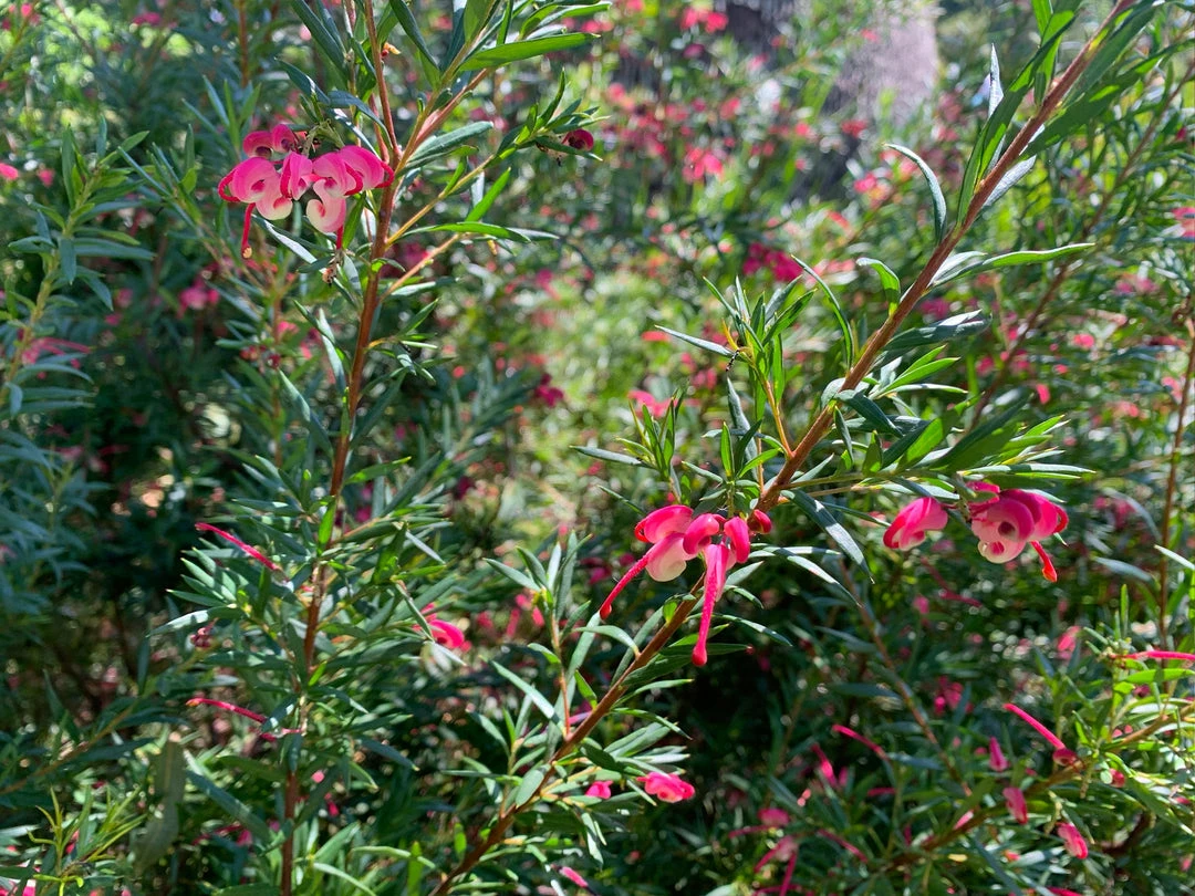 Shrubs Grevillea Lilliane 5 Shrubs Grevillea Lilliane
