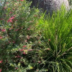 Shrubs Grevillea Lilliane 13 Shrubs Grevillea Lilliane