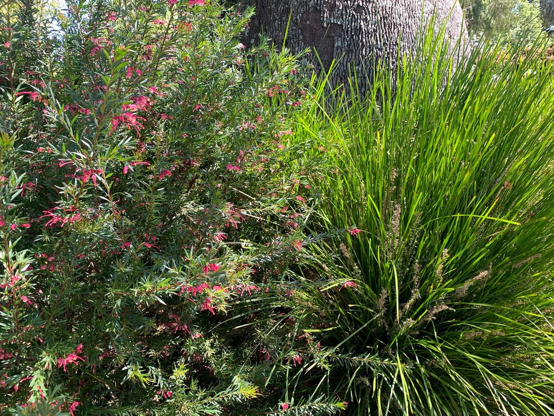 Shrubs Grevillea Lilliane 7 Shrubs Grevillea Lilliane