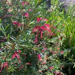 Shrubs Grevillea Lilliane