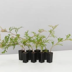 Shrubs Grevillea Bronze Rambler