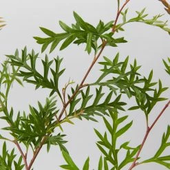 Shrubs Grevillea Bronze Rambler