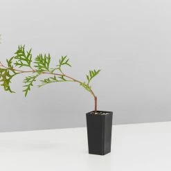 Shrubs Grevillea Bronze Rambler