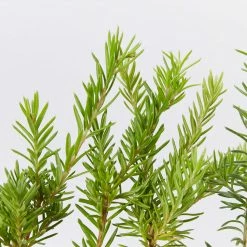 Shrubs Grevillea Lanigera X Lavandulacea Cherry Ripe