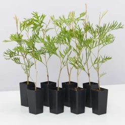 Shrubs Grevillea X Coconut Ice