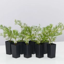 Shrubs Grevillea Curviloba