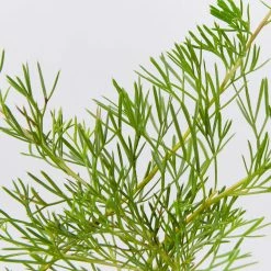 Shrubs Grevillea Curviloba