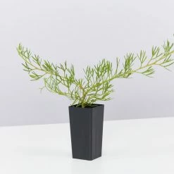 Shrubs Grevillea Curviloba