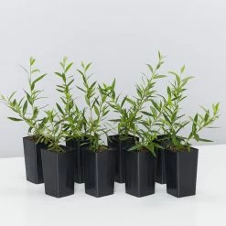 Shrubs Grevillea Forest Rambler Hedging Plants