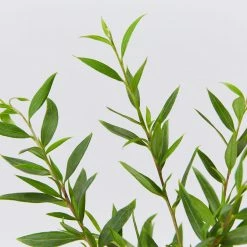 Shrubs Grevillea Forest Rambler Hedging Plants