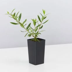 Shrubs Assorted Grevillea Plant Pack