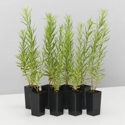 Shrubs Grevillea Alpina X Rosmarinifolia Gold Rush