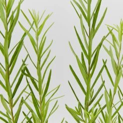 Shrubs Grevillea Alpina X Rosmarinifolia Gold Rush