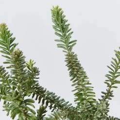 Shrubs Border Plants Grevillea Lanigera Mt Tamboritha
