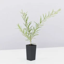 Shrubs Assorted Grevillea Plant Pack