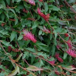 Shrubs Grevillea X Poorinda Royal Mantle Full Sun