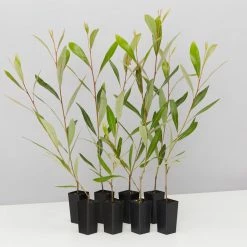 Shrubs Grevillea Orange Marmalade