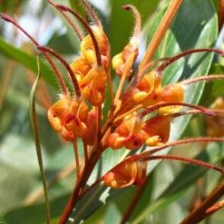Shrubs Grevillea Orange Marmalade