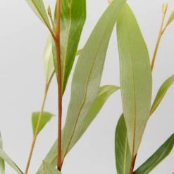 Shrubs Grevillea Orange Marmalade