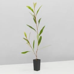 Shrubs Grevillea Orange Marmalade