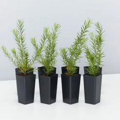 Shrubs Grevillea Pink Pearl