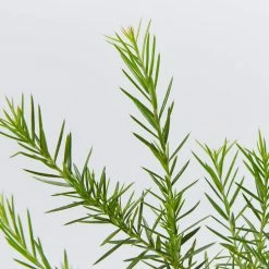 Shrubs Grevillea Pink Pearl