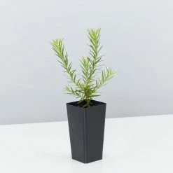 Shrubs Grevillea Pink Pearl