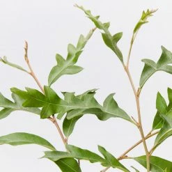 Shrubs Grevillea X Poorinda Royal Mantle Full Sun