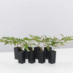 Shrubs Grevillea X Poorinda Royal Mantle Full Sun